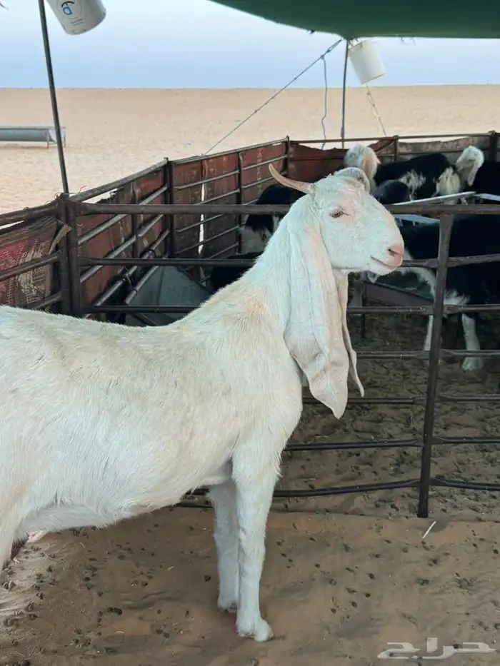 جفرة هولنديه 0