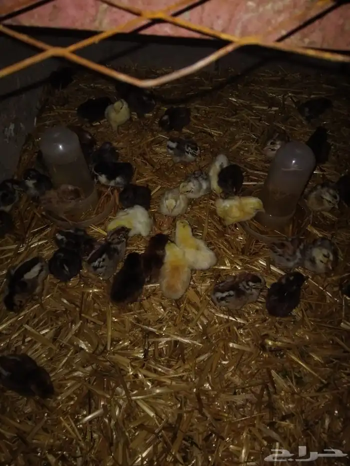 صوص بلدي مشكل 0