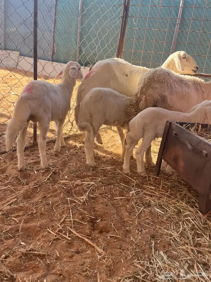 شياه معها توم 2