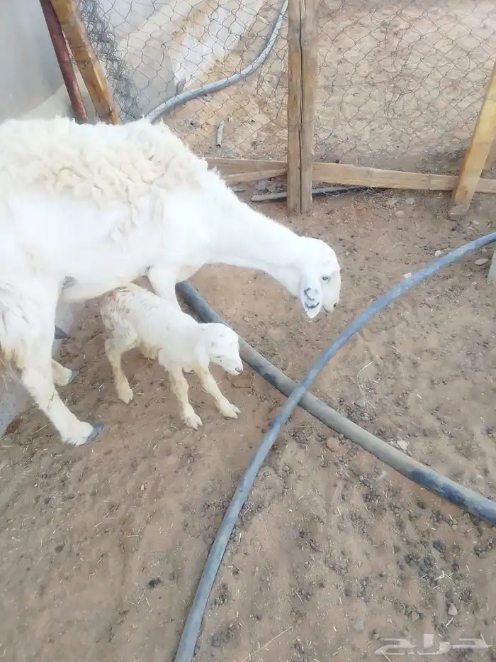 15 من البهم وشاه عليها وسم S على أذنها مسروق من جنوب ضرماء 0