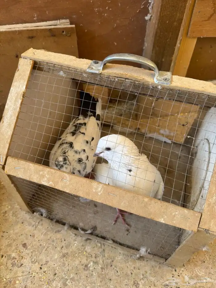 للبيع حمام مشكل 7