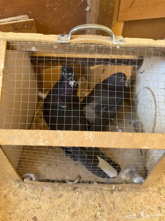 للبيع حمام مشكل 10