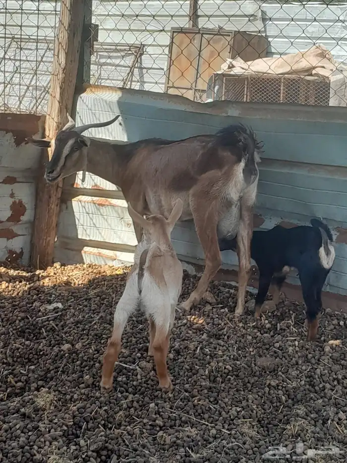 عنز محايليه يتبعها تيس وجفره 2