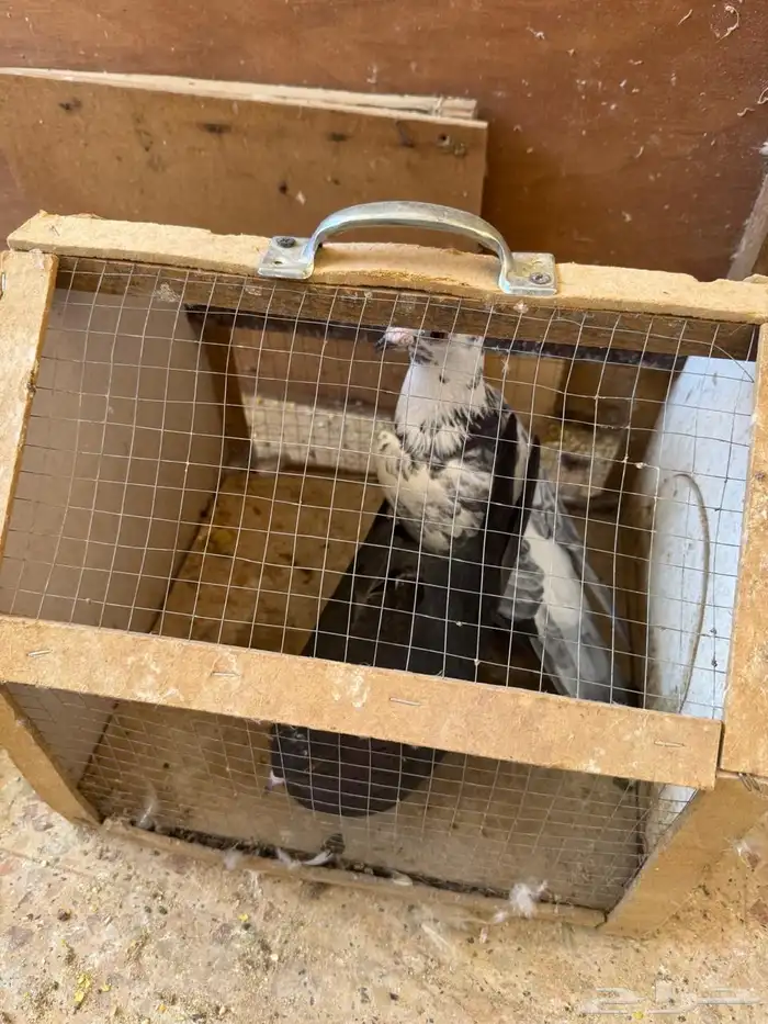 للبيع حمام مشكل 13