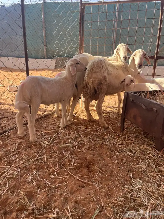 شياه معها توم 3