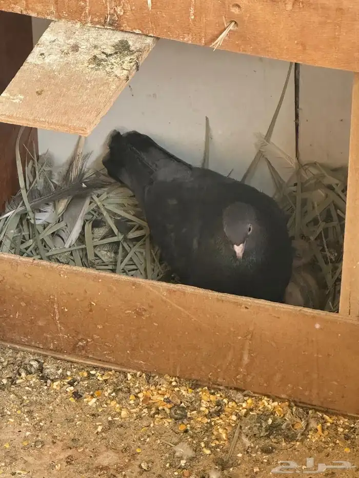 للبيع حمام مشكل 5