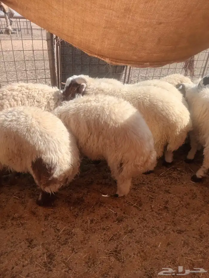 طليان نعيمي عدد 20 راس 1