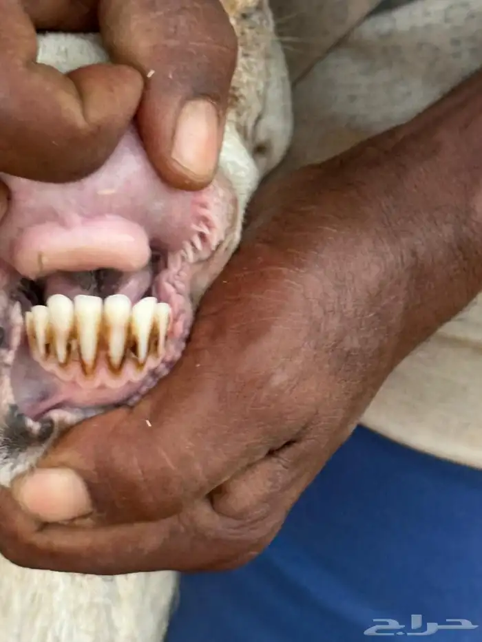 ضان رفيديات بعيالها 5