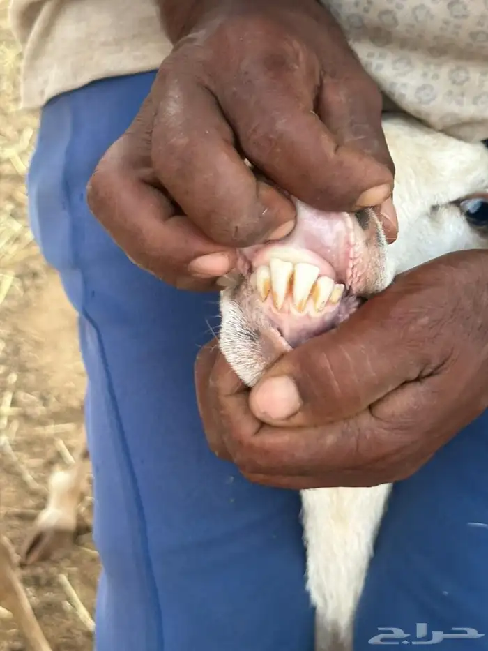 ضان رفيديات بعيالها 4