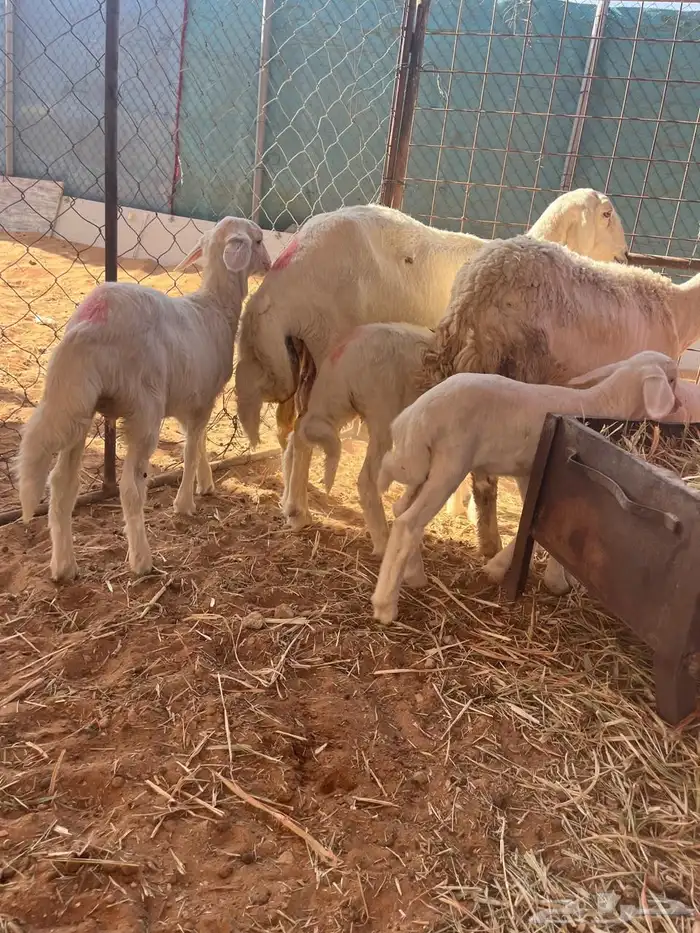 شياه معها توم 0