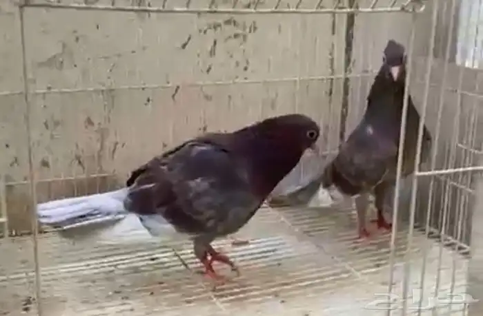 حمام صنعاني بفروخه 2