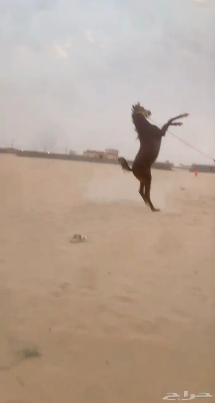 مهر كفو من يبغا السبوق لا يفوته ذا المهر المهر جبر 0