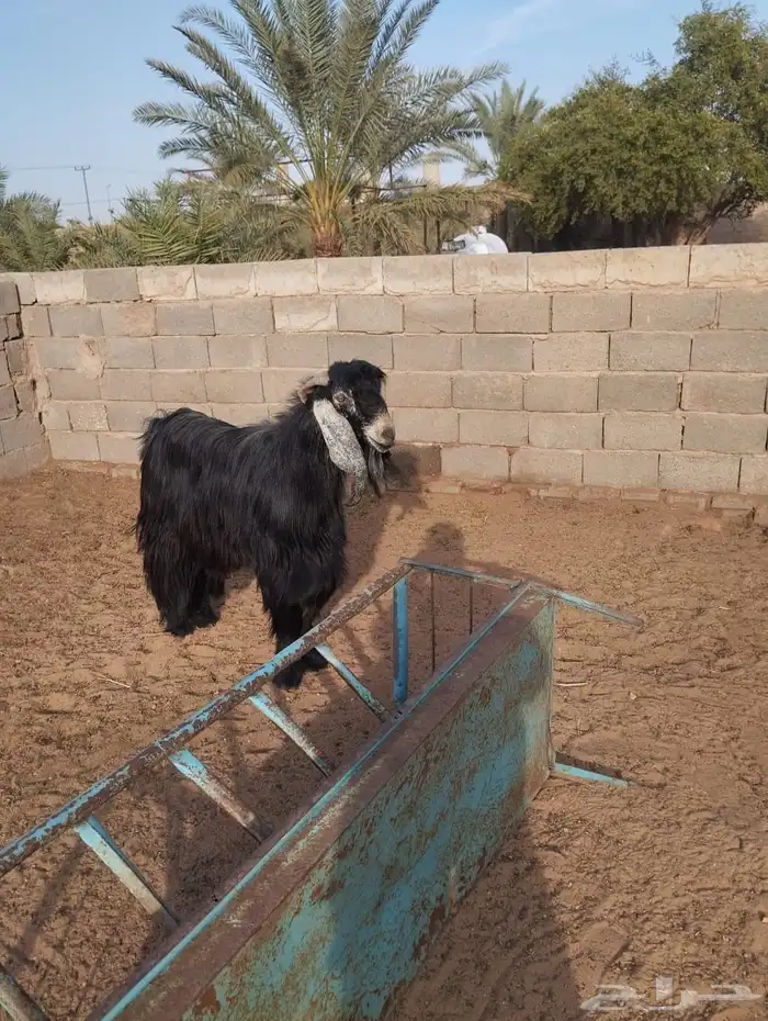 تيس عارضي للبيع 2