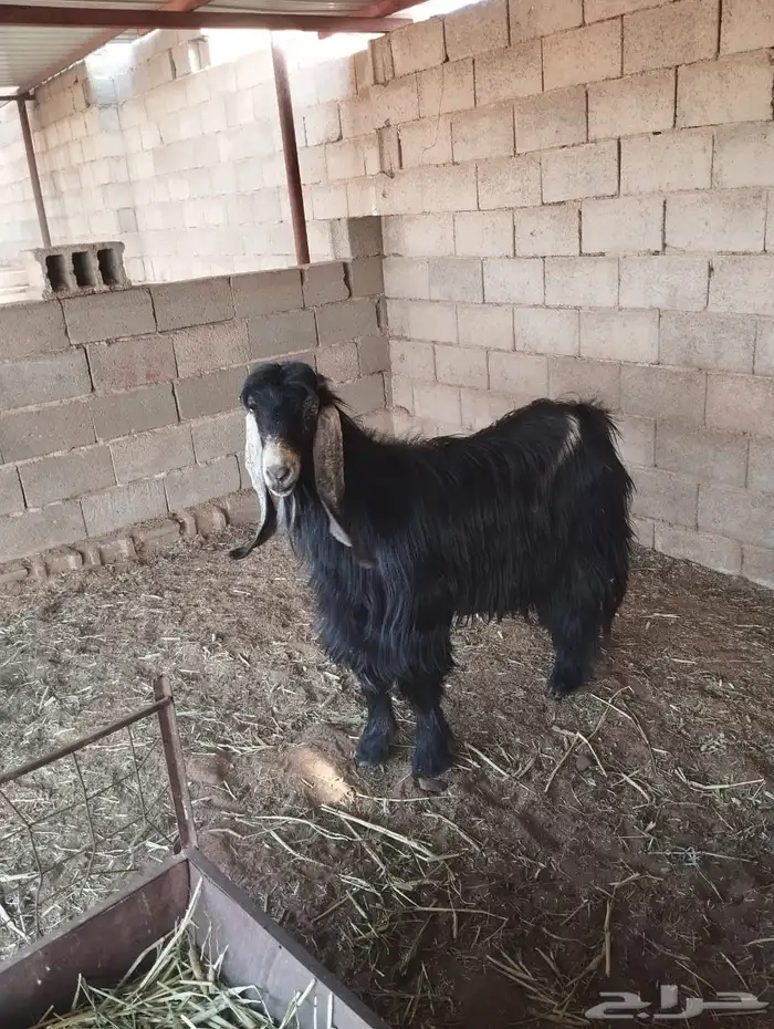 تيس عارضي للبيع 4