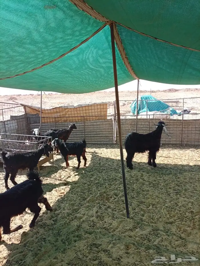 معزا جذعات عوارض 0