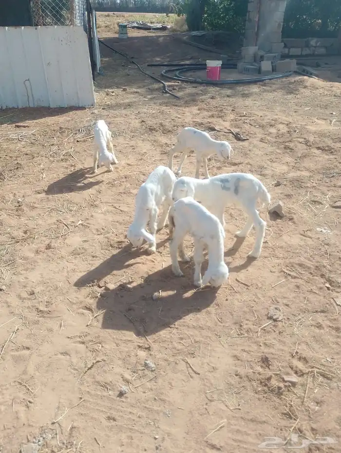 للبيع 5 دواغير 1