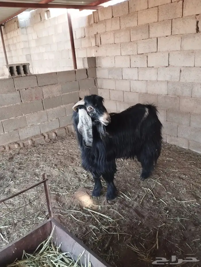 تيس عارضي للبيع 5