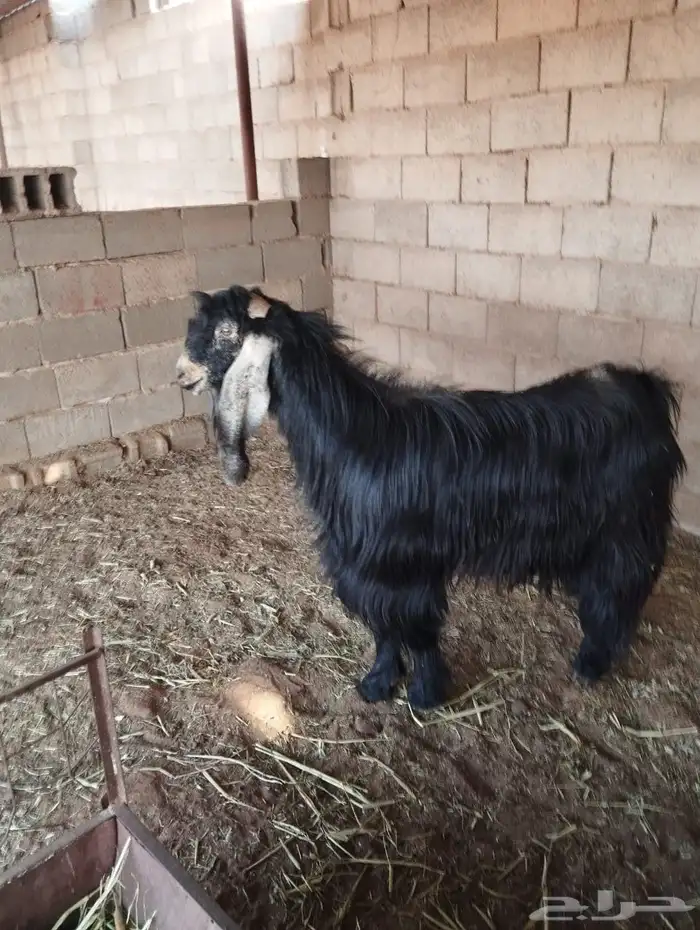 تيس عارضي للبيع 3