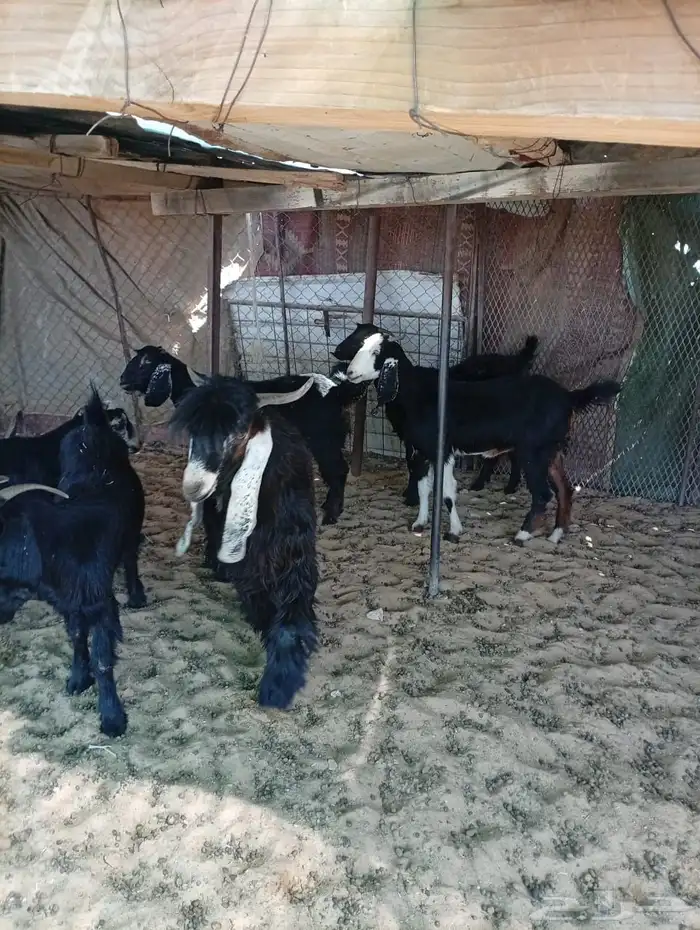 معزا جذعات عوارض 1