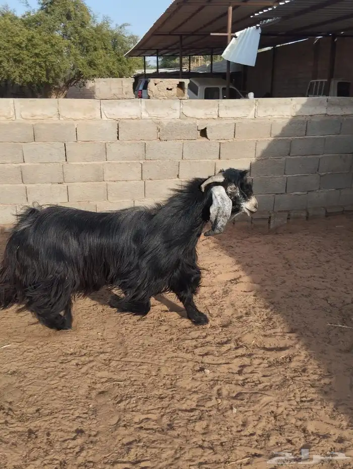 تيس عارضي للبيع 1