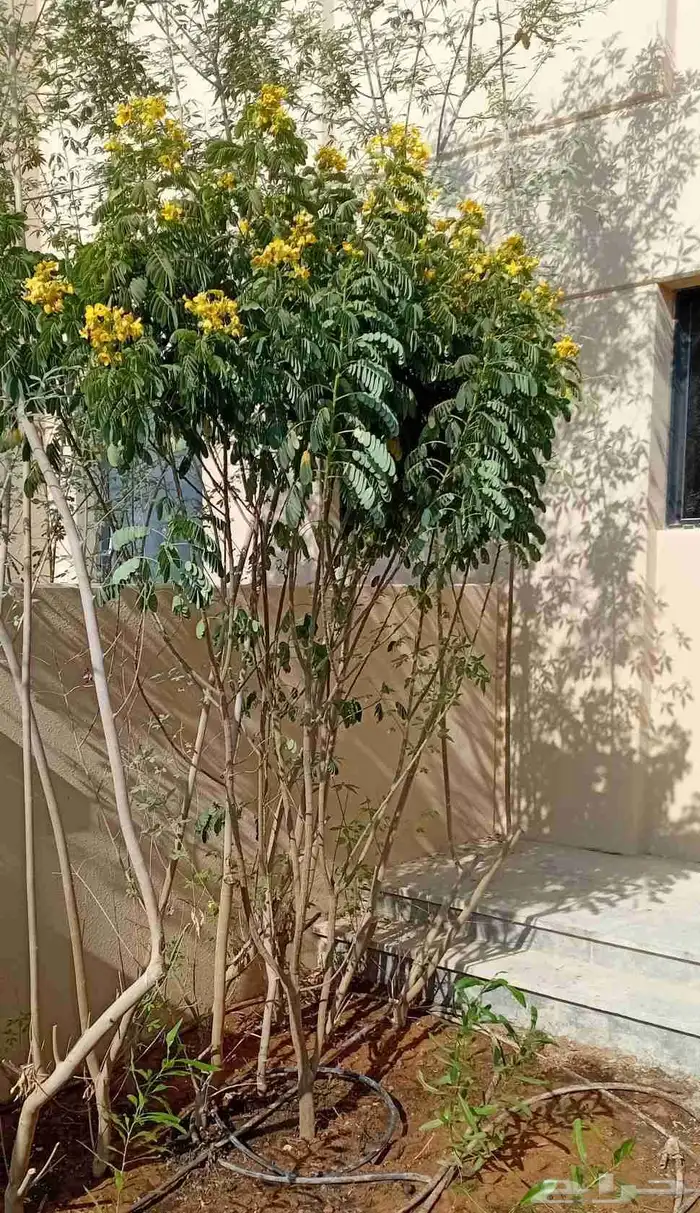 تنسيق حدائق 0