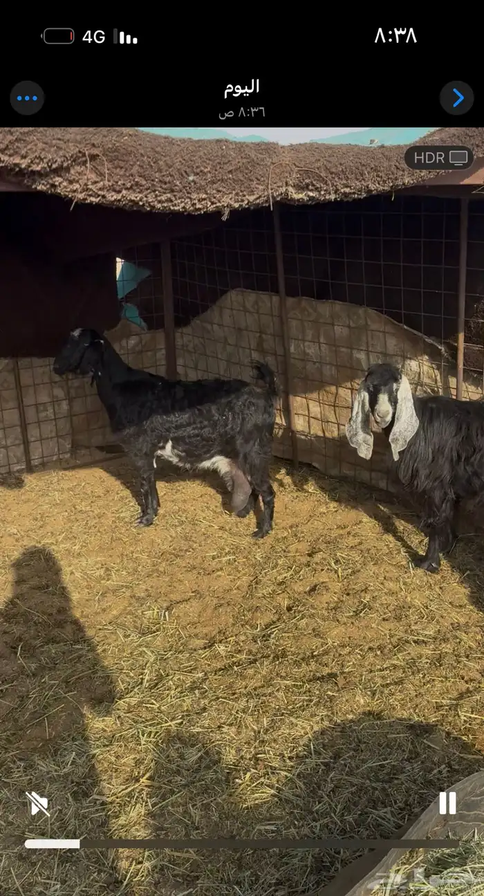 معزا مضاريع ودفيع 0