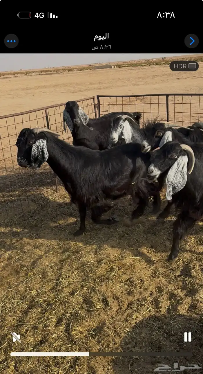 معزا مضاريع ودفيع 2