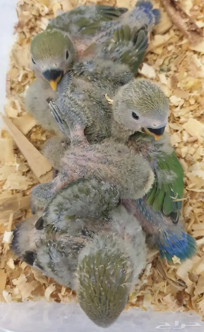 فروخ روز غر محجله مع مرفقات 0