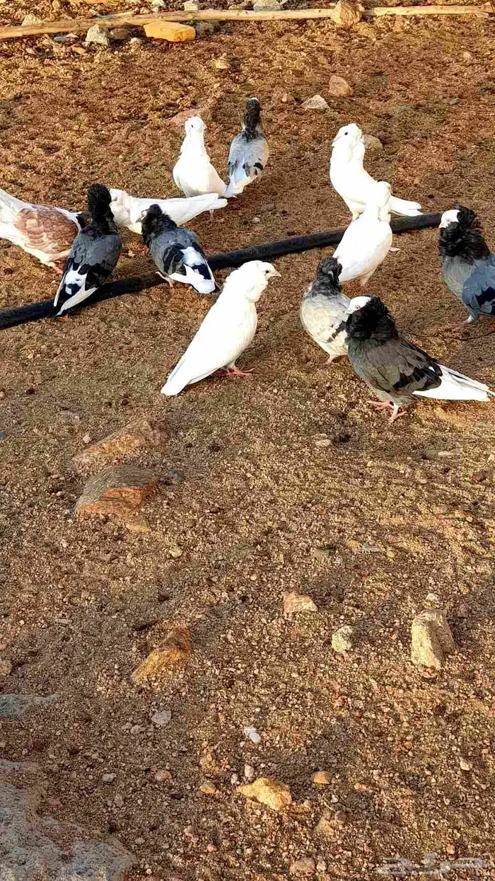 حمام بلجيكي للبيع 5