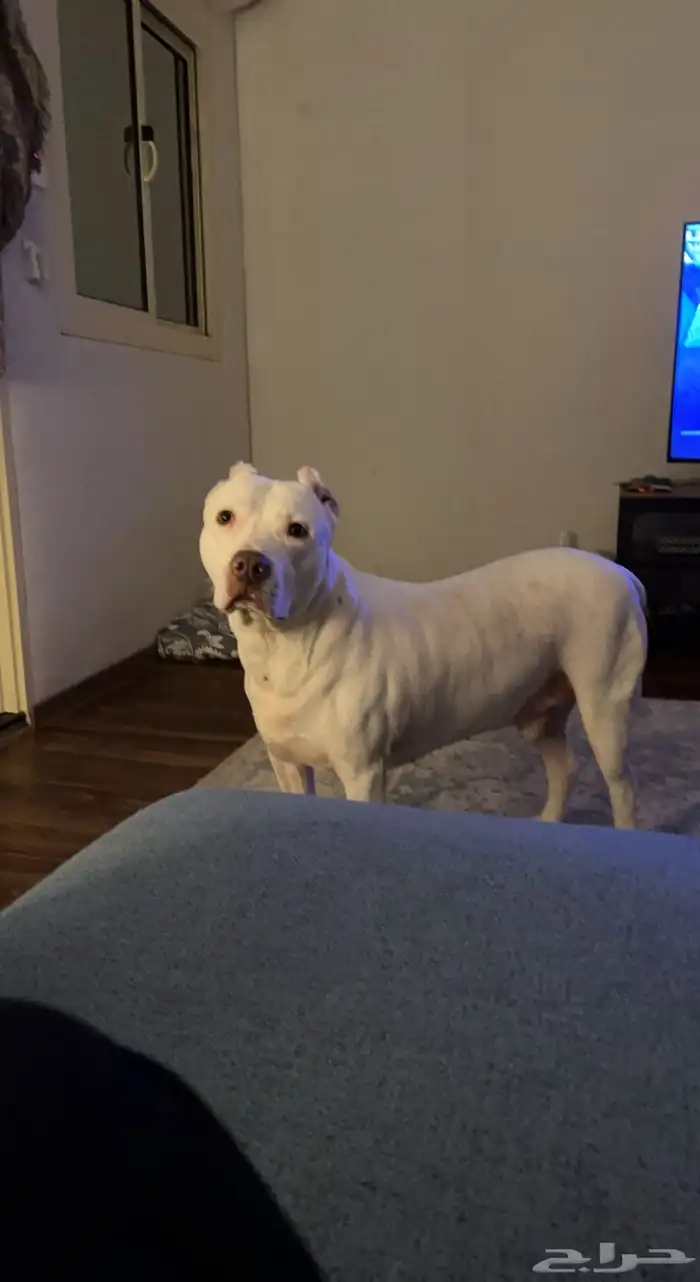 مدرب كلاب معتمد 6