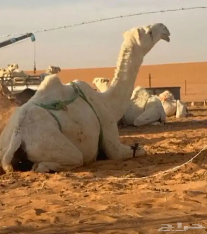 نياق وضح كفو مزايين فرصة البيع تفريد 1