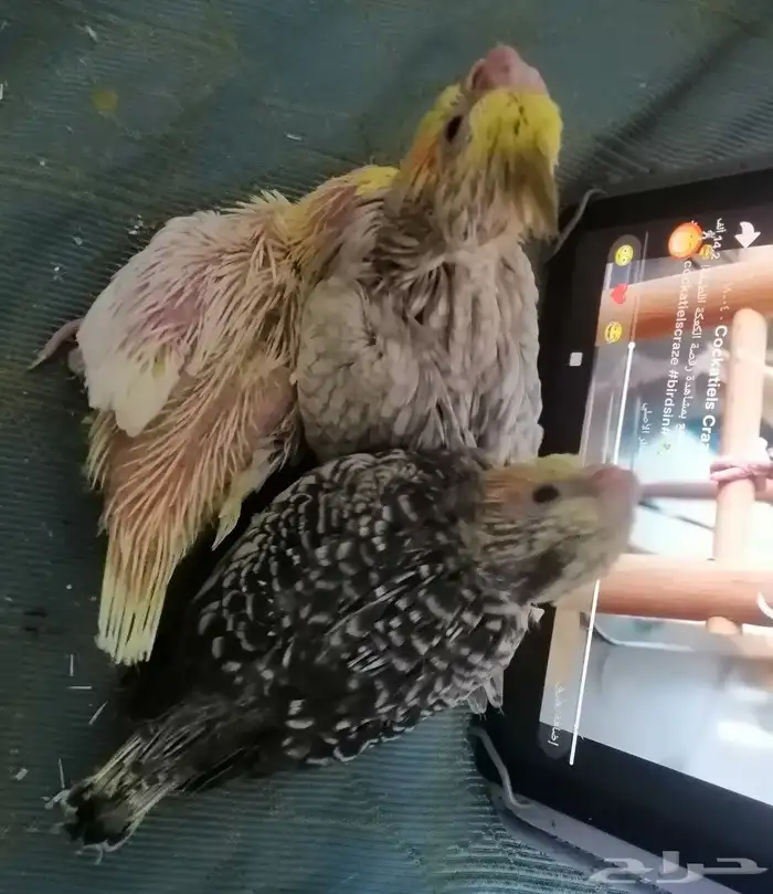 ماشاء الله تبارك الله طيور كروان للبيع العمر 20 يوم 1