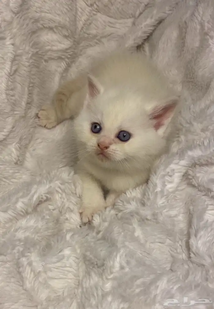 قط سكوتش فولد ستريت ذكر 0