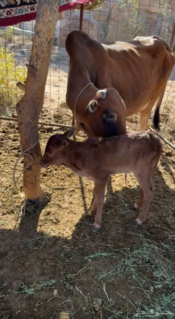 بقره معها حسيل ماشاءالله تبارك الله 0