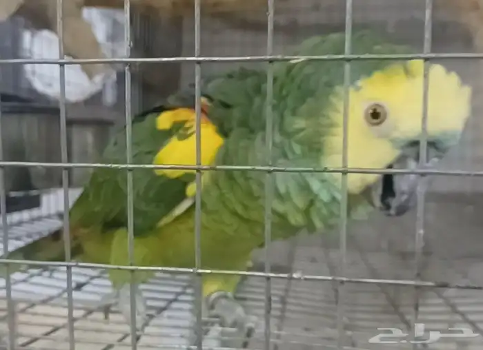 ذكر بلوفرنتد 1