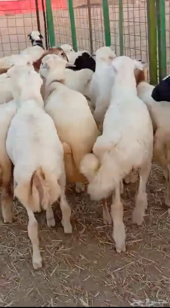 طليان مناسبات مقفله شحم ولحم 5