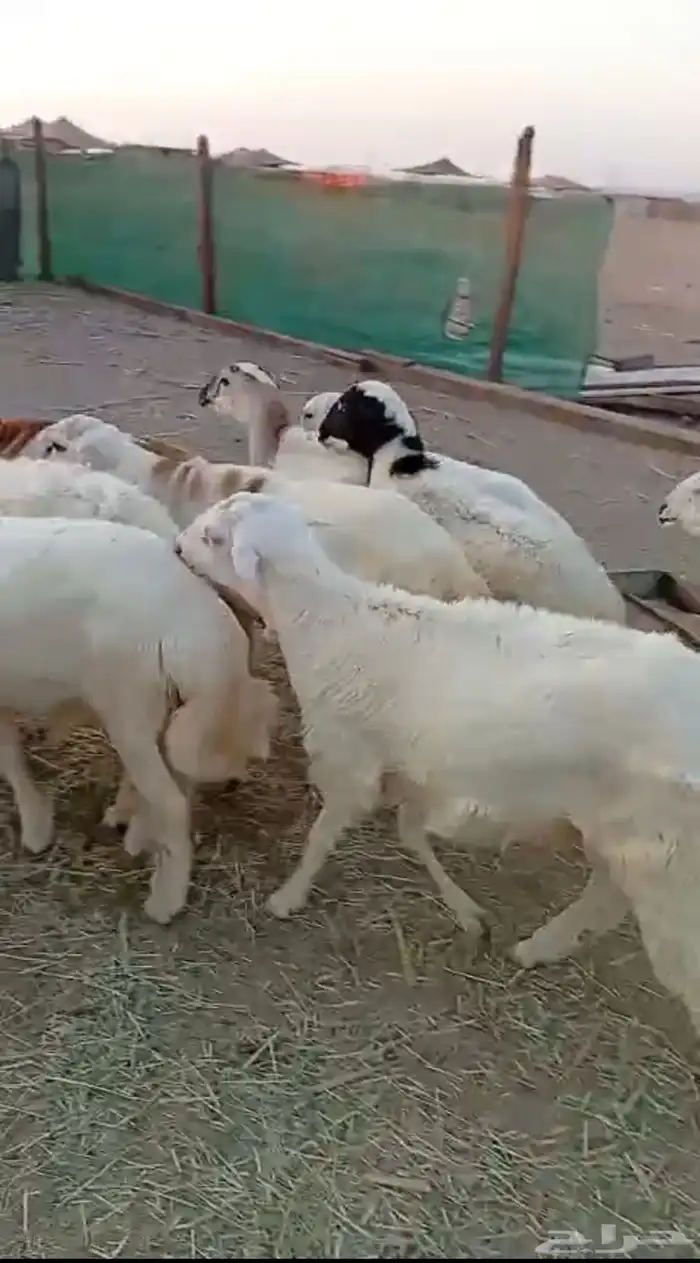 طليان مناسبات مقفله شحم ولحم 4