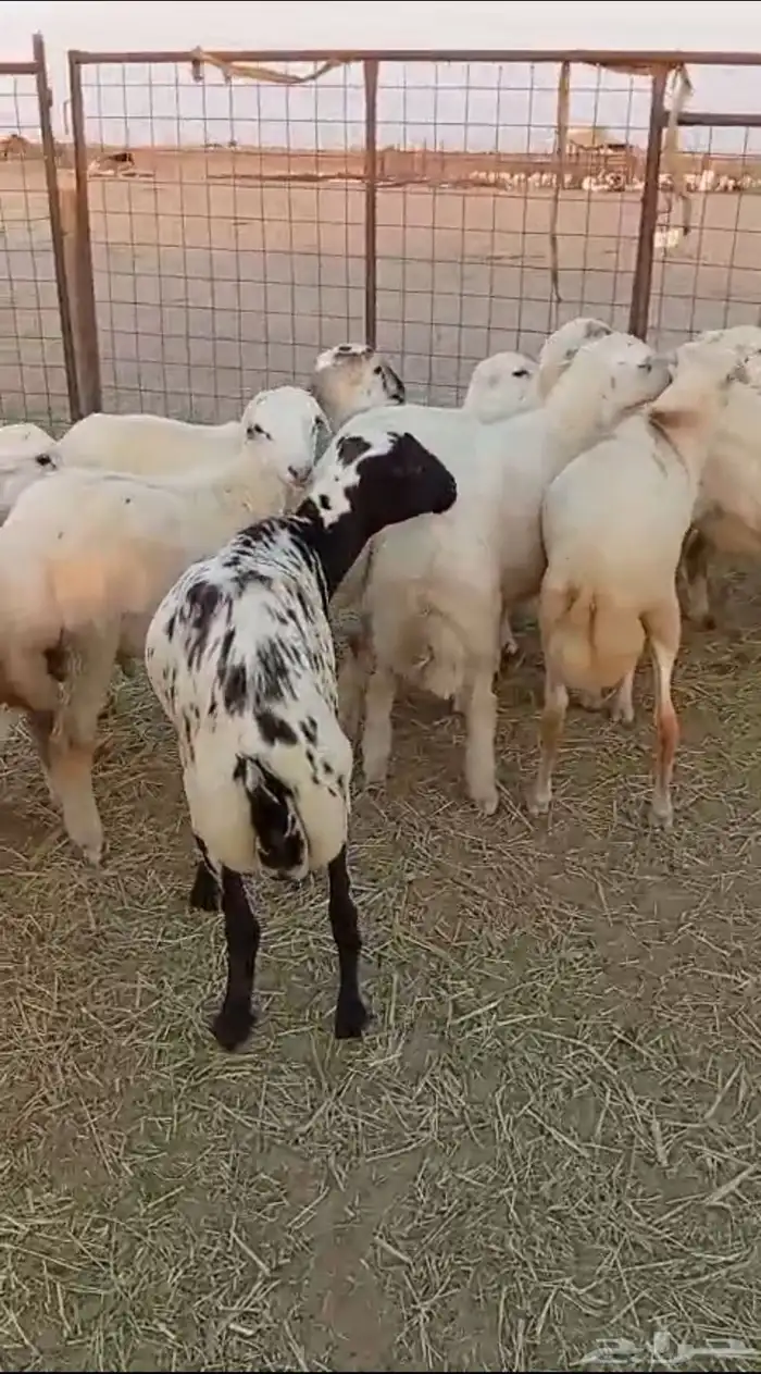 طليان مناسبات مقفله شحم ولحم 3