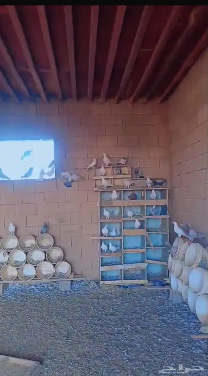 للبيع حمام العدد بالجوز والله اني مدري هو 21اور26 0