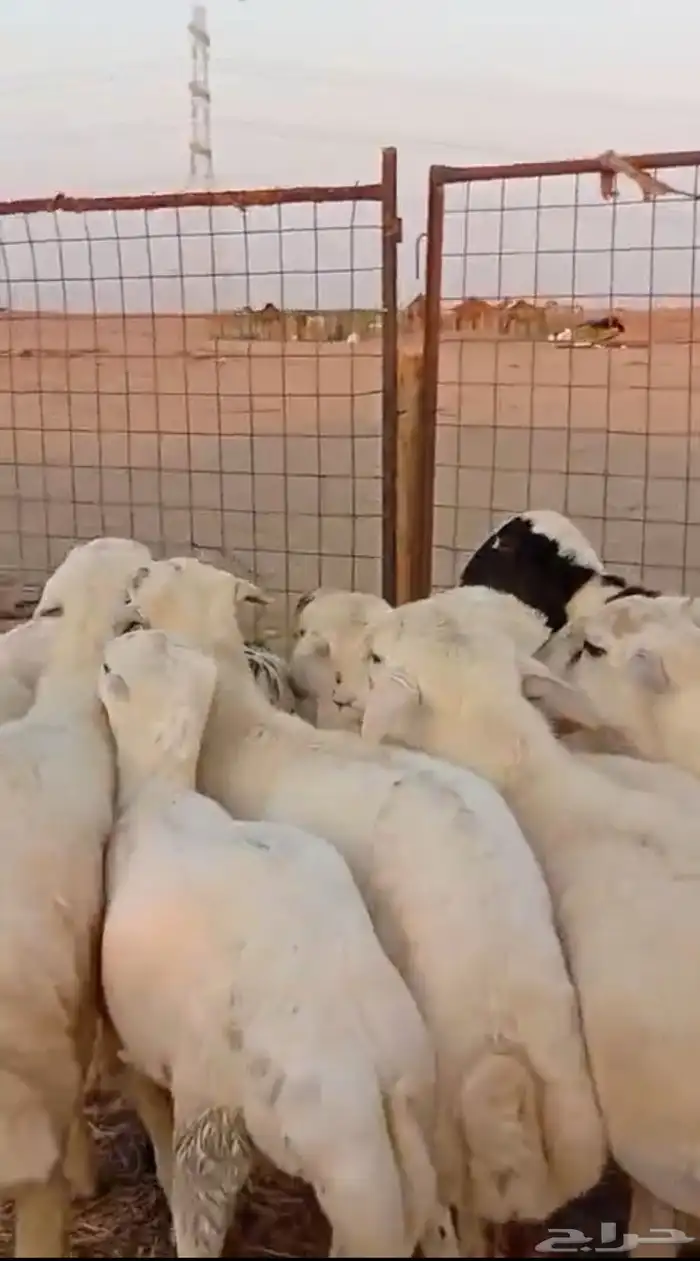 طليان مناسبات مقفله شحم ولحم 2