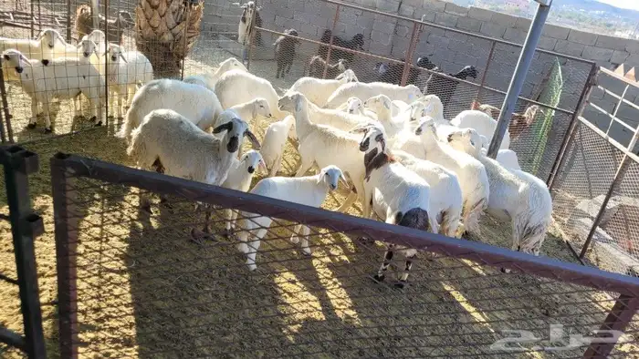 غنم مراح واحد العدد 18 بالفحل حقها ومعها 4 بهم والسن تتفاوت 1