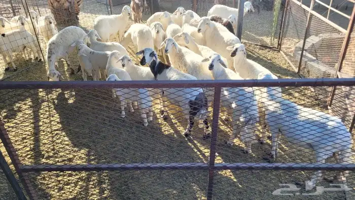 غنم مراح واحد العدد 18 بالفحل حقها ومعها 4 بهم والسن تتفاوت 2