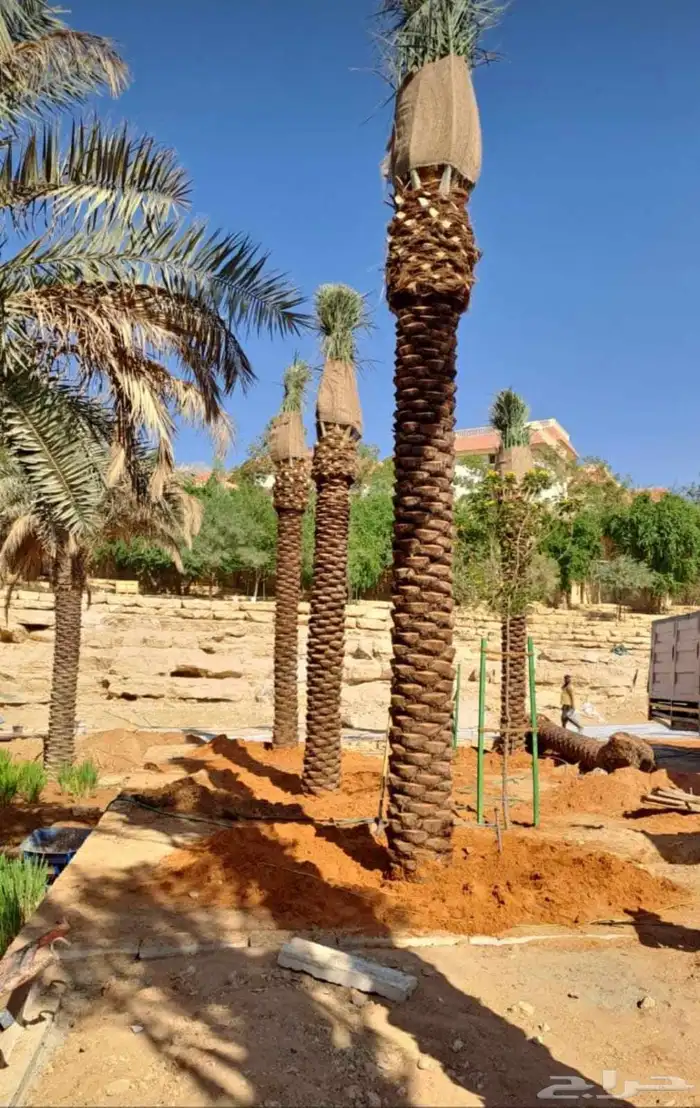 جميع انواع انخيل (ازينه_المثمره)-وجميع انوع الاشجار الاخراء 0