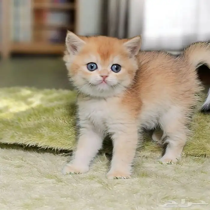 برتش شورت هير آباء شامبيون بالملحقات تم البيع 0