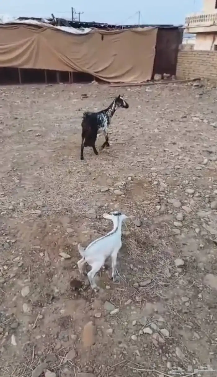 اللبيع عنز جنوبية 3