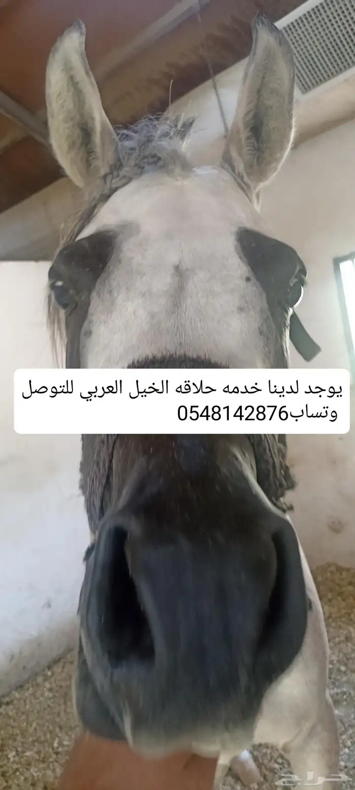 يوجد لدينا خدمه حلاقه الخيل العربي للتوصل وتساب 0