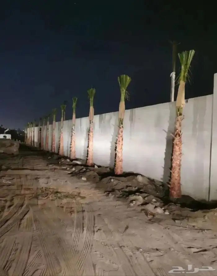 الشجار جهنميات. جميع الاشجار متوفره. 1