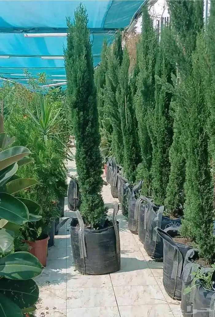 اشجار زرعه 8