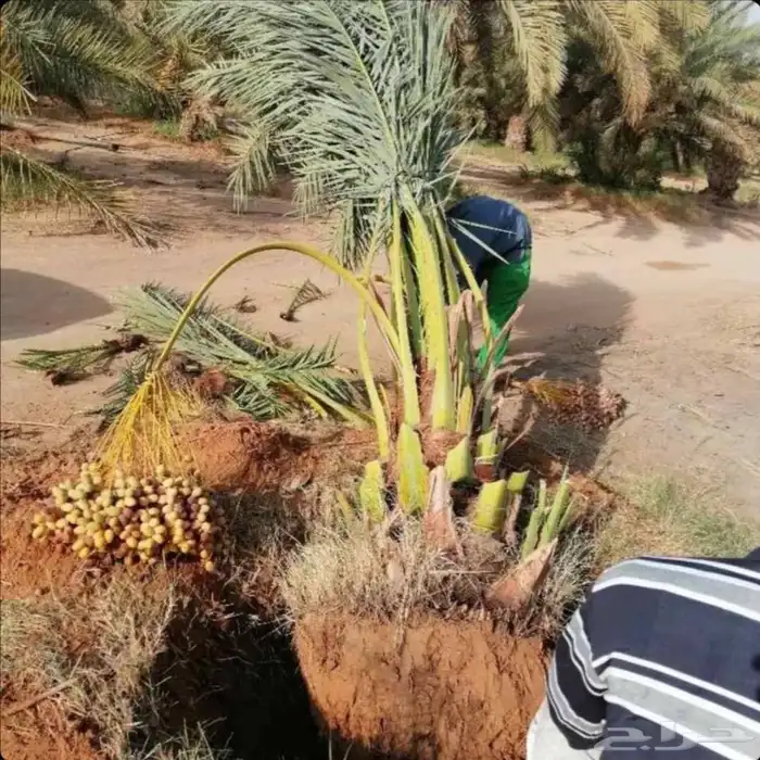 نخل للبيع صقعي سكري شيشي هلالي نبوت سيف خلاص غر 5