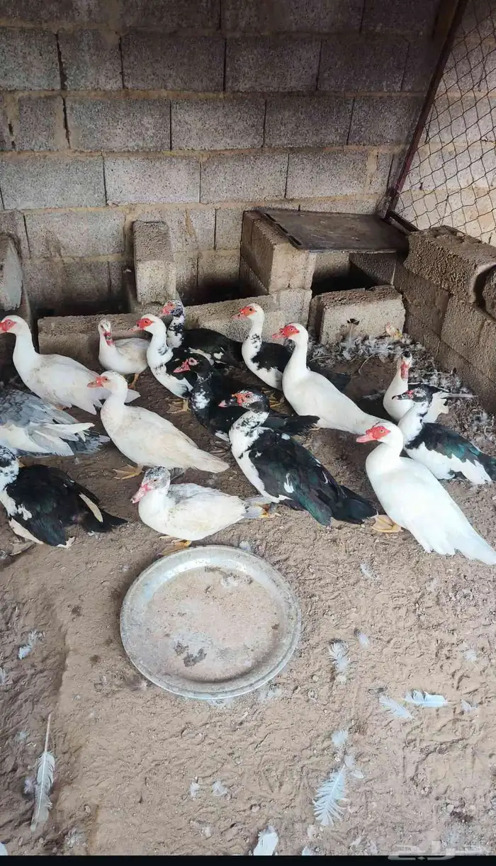 بط بياض للبيع 0